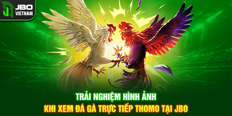 Trải nghiệm hình ảnh khi xem Đá Gà Trực Tiếp Thomo tại JBO